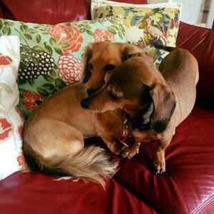 Meet your Posher, Meredith